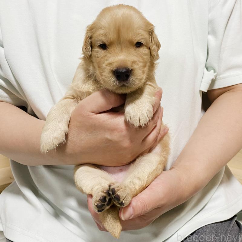 販売中の山口県のゴールデンレトリーバー-437725の2枚目