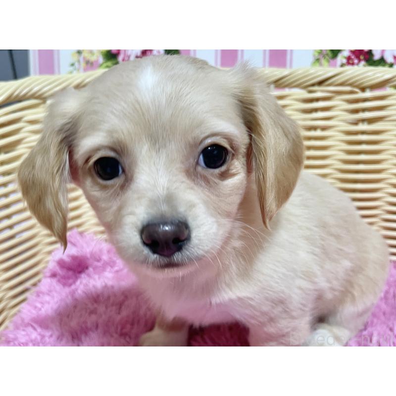 成約済の秋田県のチワックス:チワワ×ミニチュアダックスフンド-435088の6枚目