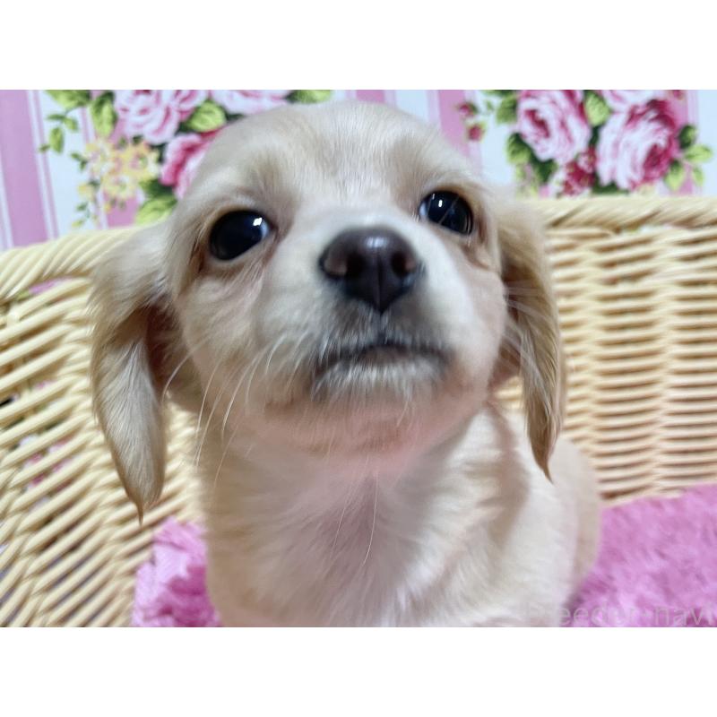 成約済の秋田県のチワックス:チワワ×ミニチュアダックスフンド-435088の5枚目