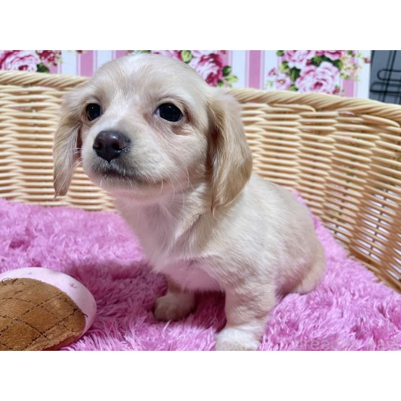 成約済の秋田県のチワックス:チワワ×ミニチュアダックスフンド-435088の4枚目