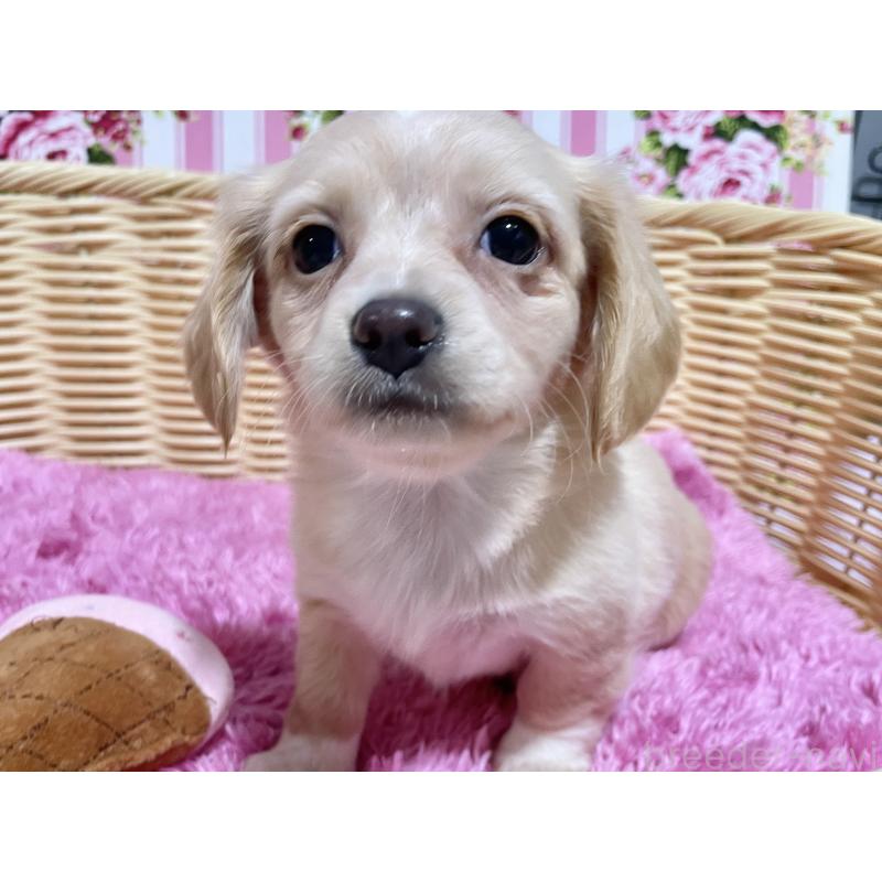 成約済の秋田県のチワックス:チワワ×ミニチュアダックスフンド-435088の3枚目