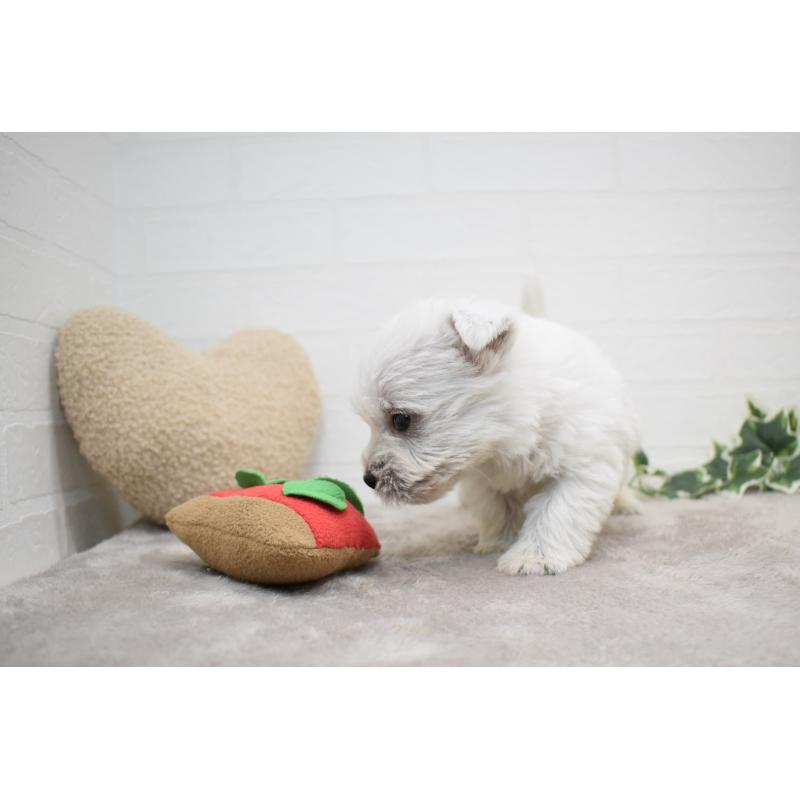 販売中の愛知県のウエストハイランドホワイトテリア(ウエスティ)-437732の21枚目