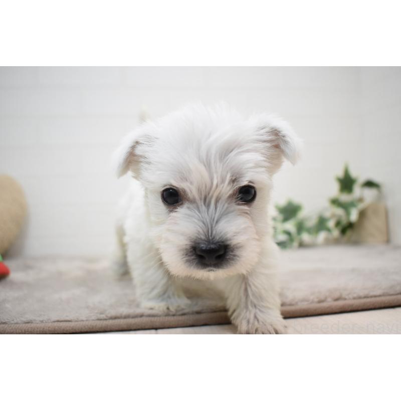 販売中の愛知県のウエストハイランドホワイトテリア(ウエスティ)-437732の20枚目