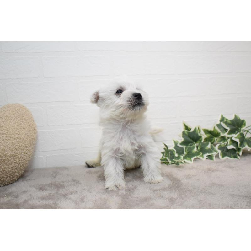 販売中の愛知県のウエストハイランドホワイトテリア(ウエスティ)-437732の19枚目