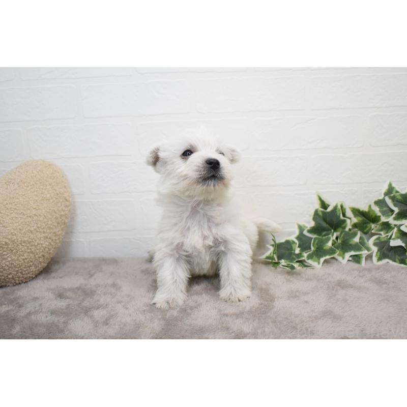 販売中の愛知県のウエストハイランドホワイトテリア(ウエスティ)-437732の18枚目