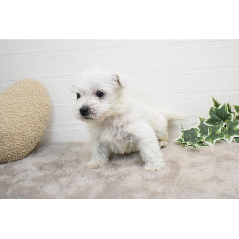 販売中の愛知県のウエストハイランドホワイトテリア(ウエスティ)-437732の17枚目