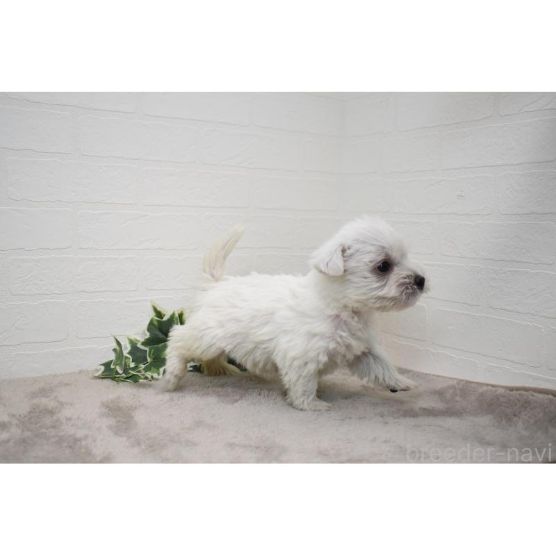 販売中の愛知県のウエストハイランドホワイトテリア(ウエスティ)-437732の15枚目