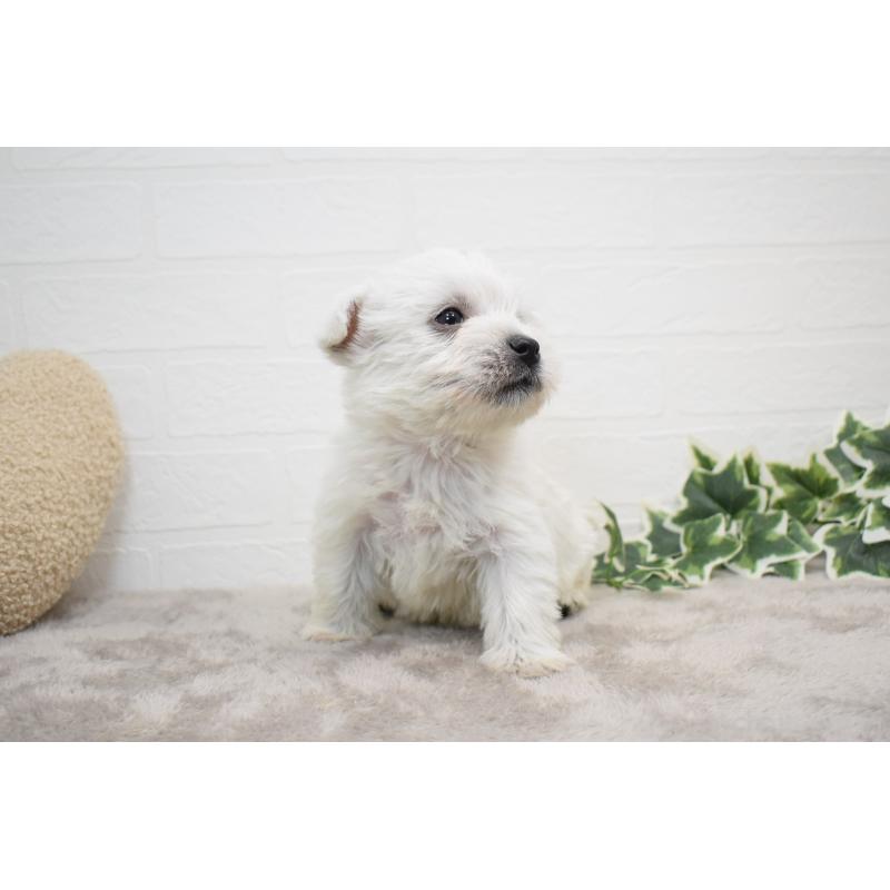 販売中の愛知県のウエストハイランドホワイトテリア(ウエスティ)-437732の14枚目