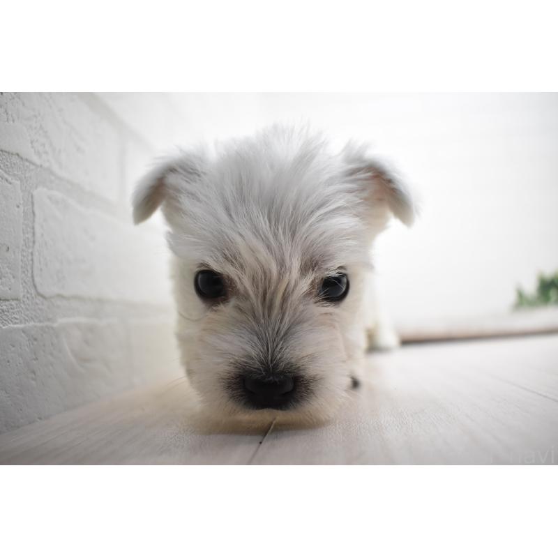 販売中の愛知県のウエストハイランドホワイトテリア(ウエスティ)-437732の13枚目