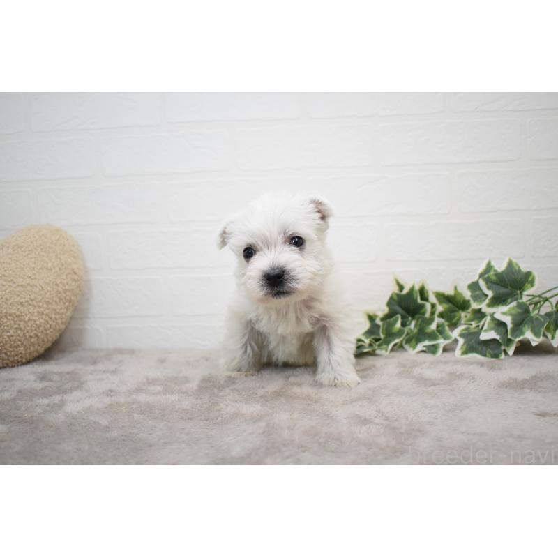 販売中の愛知県のウエストハイランドホワイトテリア(ウエスティ)-437732の12枚目