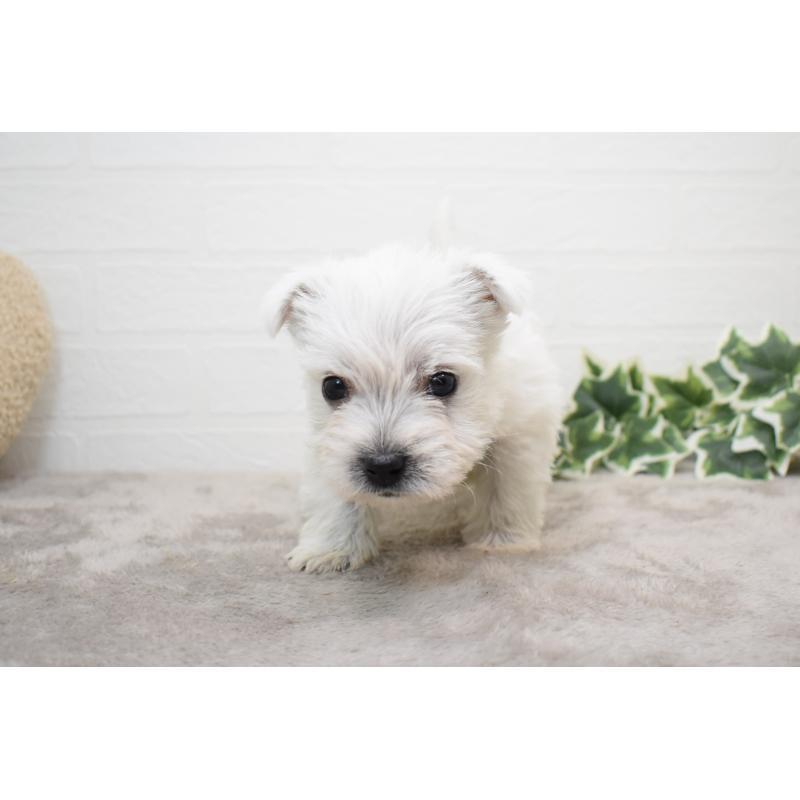 販売中の愛知県のウエストハイランドホワイトテリア(ウエスティ)-437732の11枚目