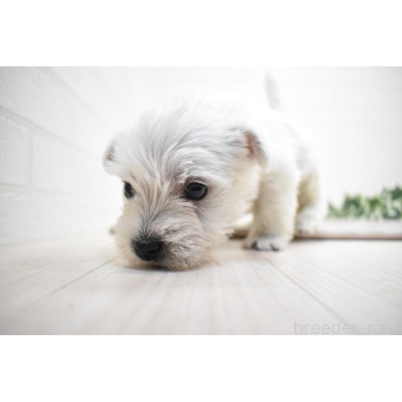 販売中の愛知県のウエストハイランドホワイトテリア(ウエスティ)-437732の10枚目