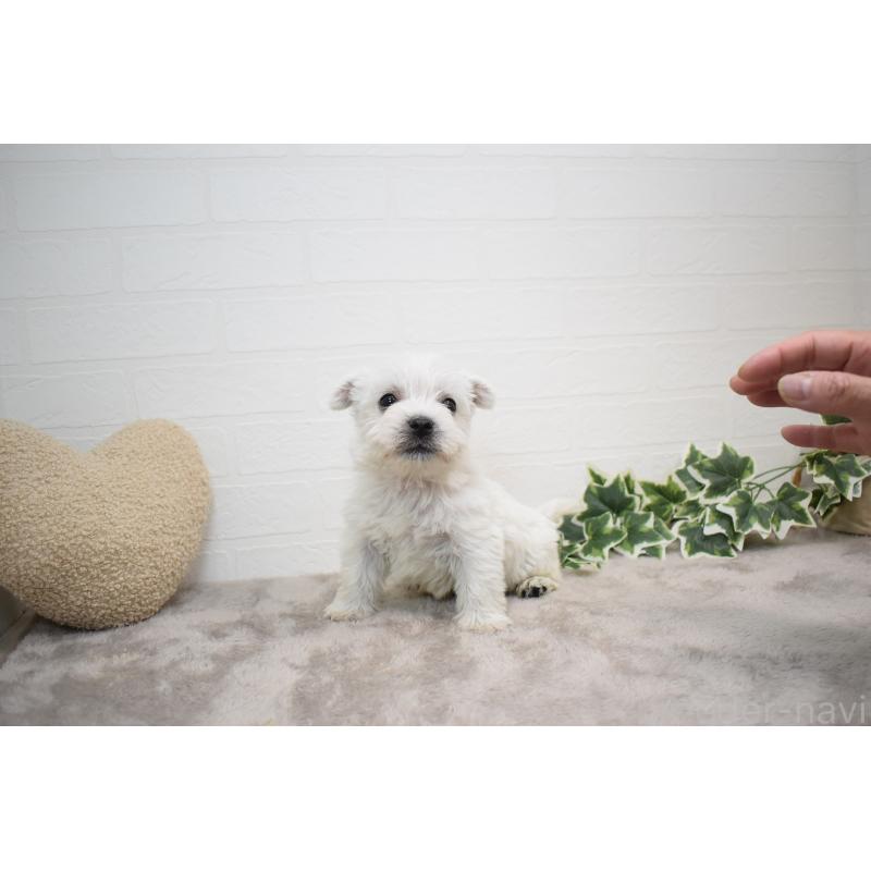 販売中の愛知県のウエストハイランドホワイトテリア(ウエスティ)-437732の8枚目