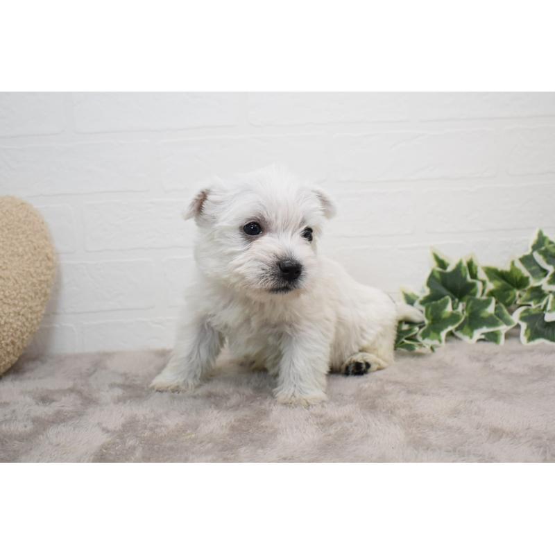 販売中の愛知県のウエストハイランドホワイトテリア(ウエスティ)-437732の7枚目