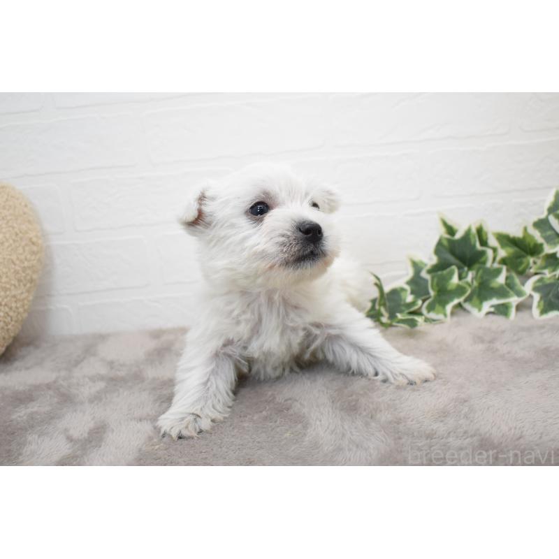 販売中の愛知県のウエストハイランドホワイトテリア(ウエスティ)-437732の6枚目