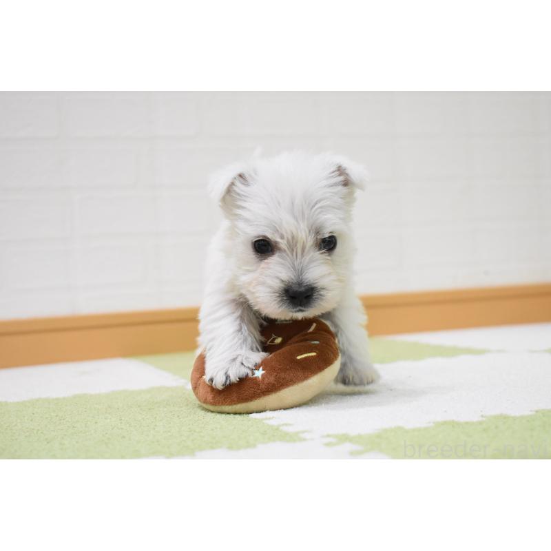 販売中の愛知県のウエストハイランドホワイトテリア(ウエスティ)-437732の5枚目