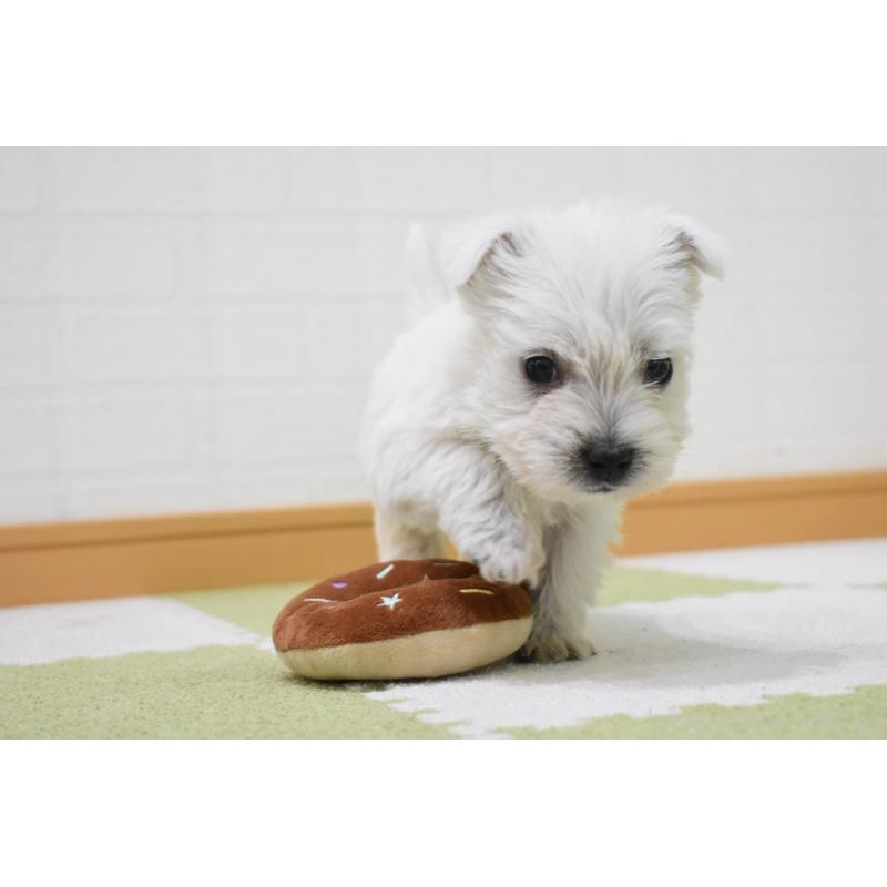 販売中の愛知県のウエストハイランドホワイトテリア(ウエスティ)-437732の4枚目