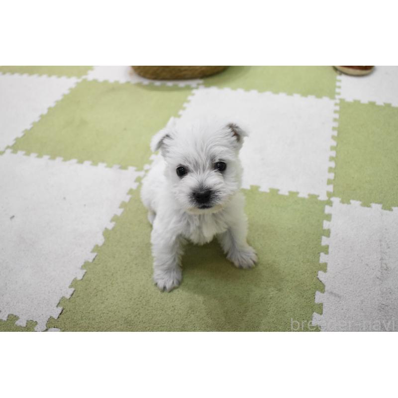 販売中の愛知県のウエストハイランドホワイトテリア(ウエスティ)-437732の2枚目