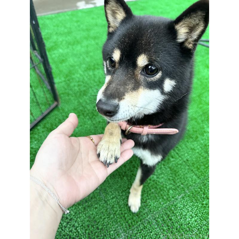 販売中の福岡県の豆柴-437722