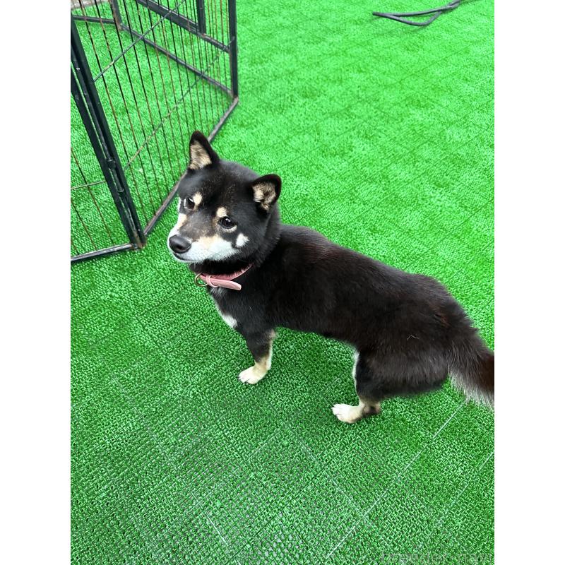 販売中の福岡県の豆柴-437722の7枚目