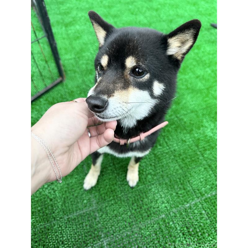 販売中の福岡県の豆柴-437722の5枚目