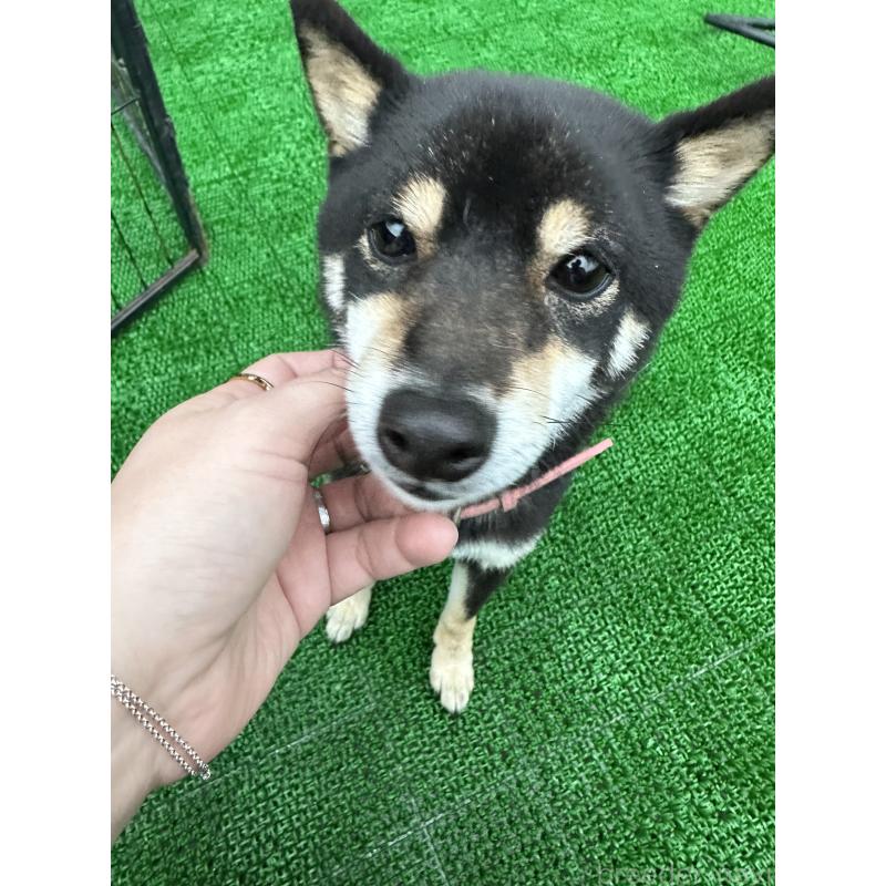 販売中の福岡県の豆柴-437722の4枚目