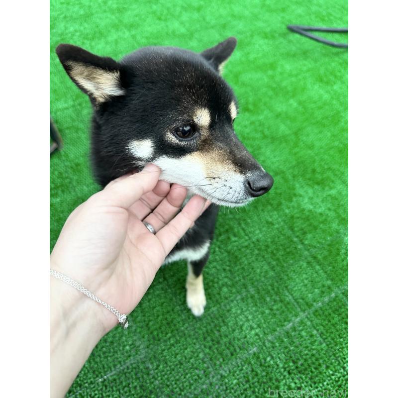 販売中の福岡県の豆柴-437722の3枚目