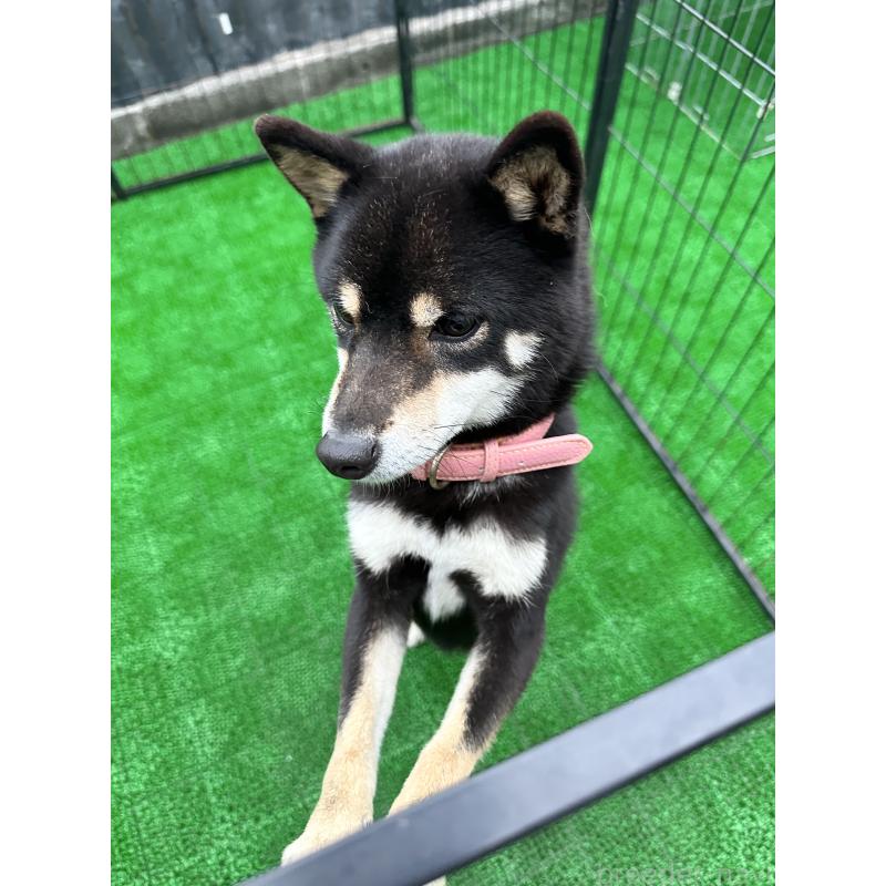 販売中の福岡県の豆柴-437722の2枚目