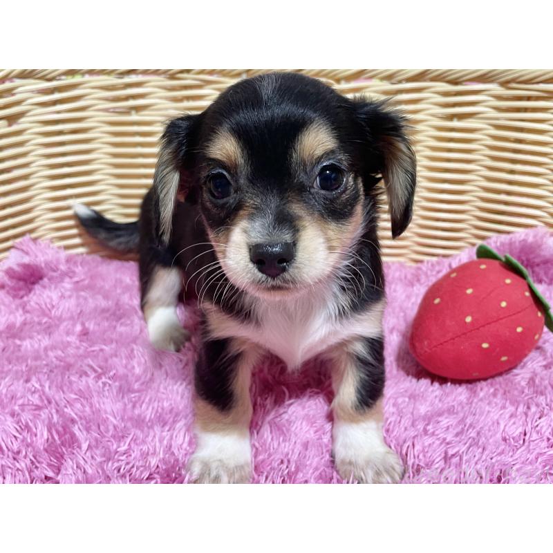 成約済の秋田県のチワックス:チワワ×ミニチュアダックスフンド-435089の7枚目