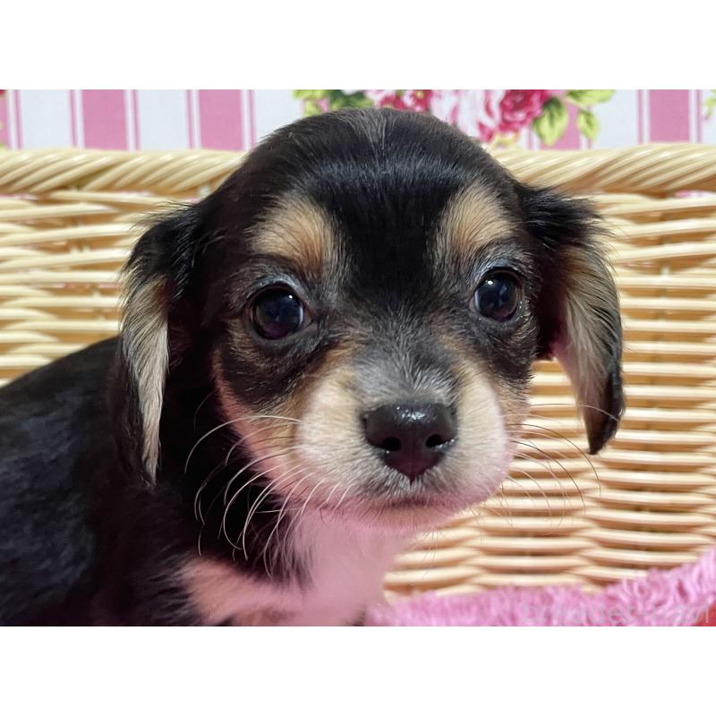 成約済の秋田県のチワックス:チワワ×ミニチュアダックスフンド-435089の6枚目