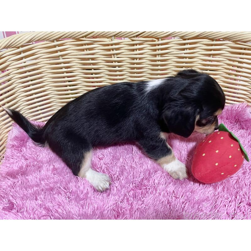 成約済の秋田県のチワックス:チワワ×ミニチュアダックスフンド-435089の5枚目