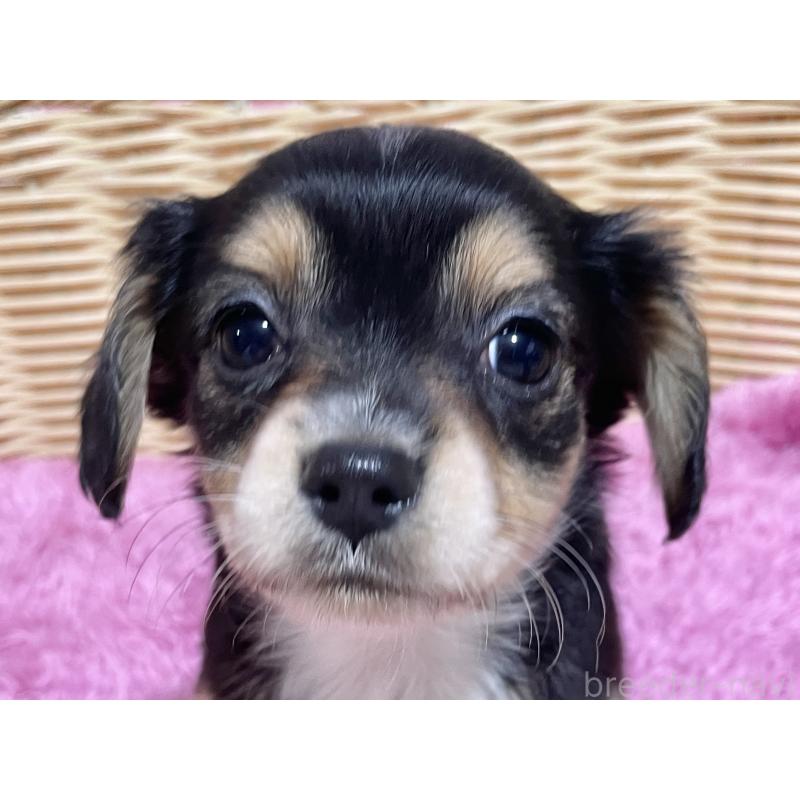 販売中の秋田県のチワックス:チワワ×ミニチュアダックスフンド-435089