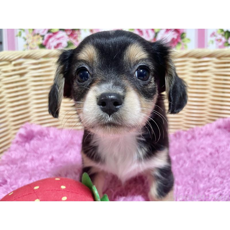 成約済の秋田県のチワックス:チワワ×ミニチュアダックスフンド-435089の4枚目