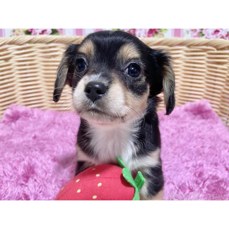 成約済の秋田県のチワックス:チワワ×ミニチュアダックスフンド-435089の3枚目