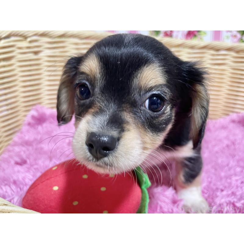 成約済の秋田県のチワックス:チワワ×ミニチュアダックスフンド-435089の2枚目