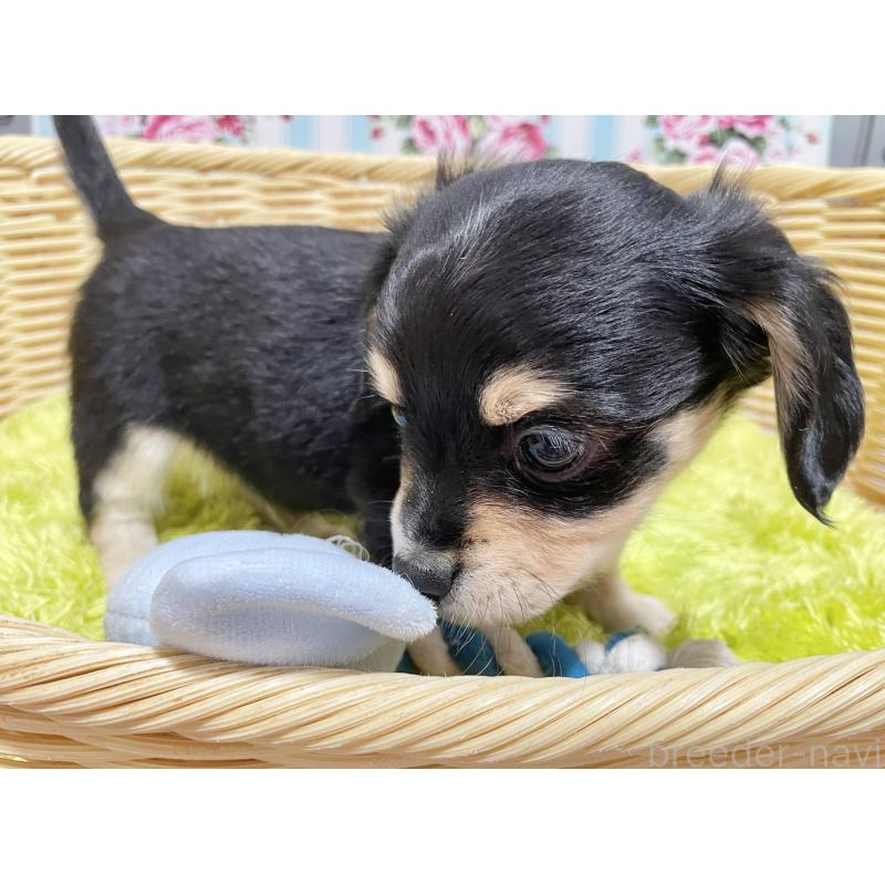 成約済の秋田県のチワックス:チワワ×ミニチュアダックスフンド-435091の6枚目