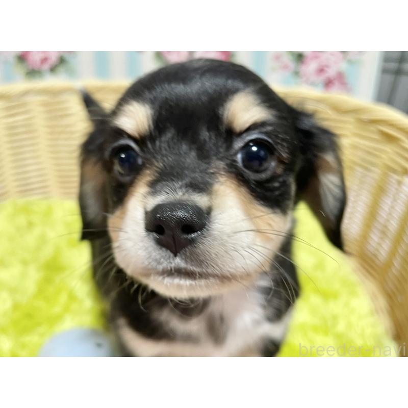 成約済の秋田県のチワックス:チワワ×ミニチュアダックスフンド-435091の5枚目