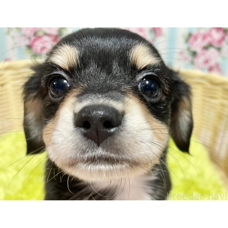 販売中の秋田県のチワックス:チワワ×ミニチュアダックスフンド-435091