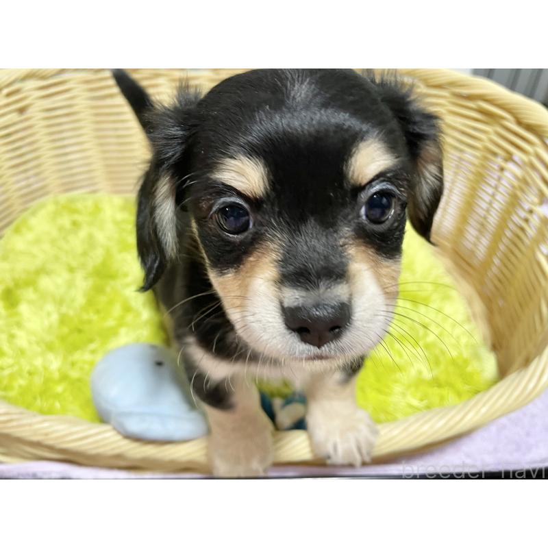 成約済の秋田県のチワックス:チワワ×ミニチュアダックスフンド-435091の3枚目