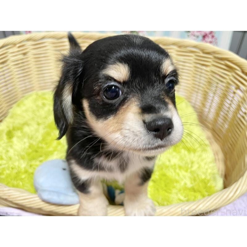 成約済の秋田県のチワックス:チワワ×ミニチュアダックスフンド-435091の2枚目