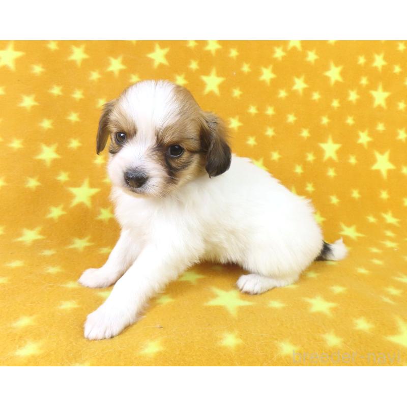 成約済の千葉県のパピヨン-435040の14枚目