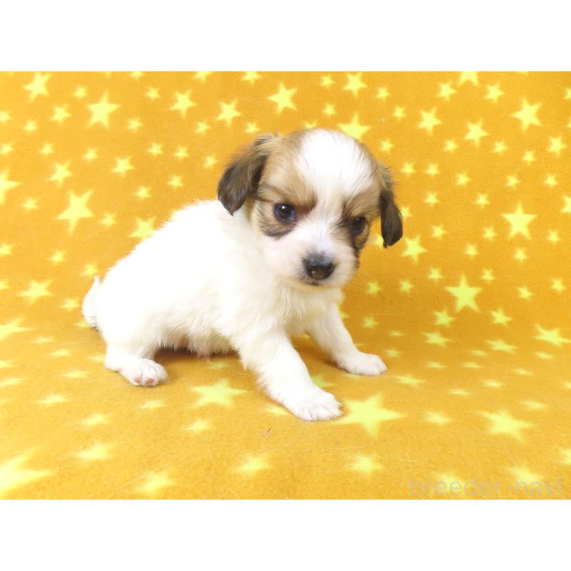 成約済の千葉県のパピヨン-435040の13枚目