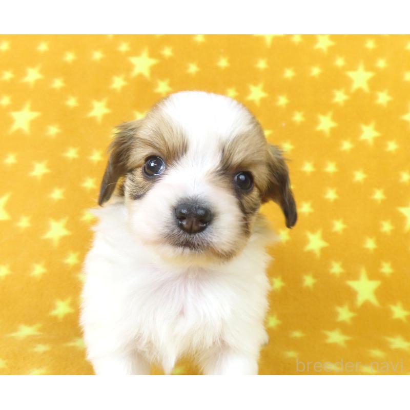 成約済の千葉県のパピヨン-435040の12枚目