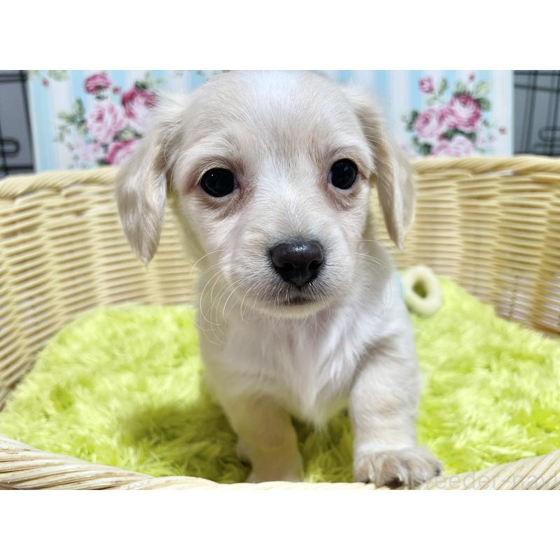 成約済の秋田県のチワックス:チワワ×ミニチュアダックスフンド-435093の9枚目