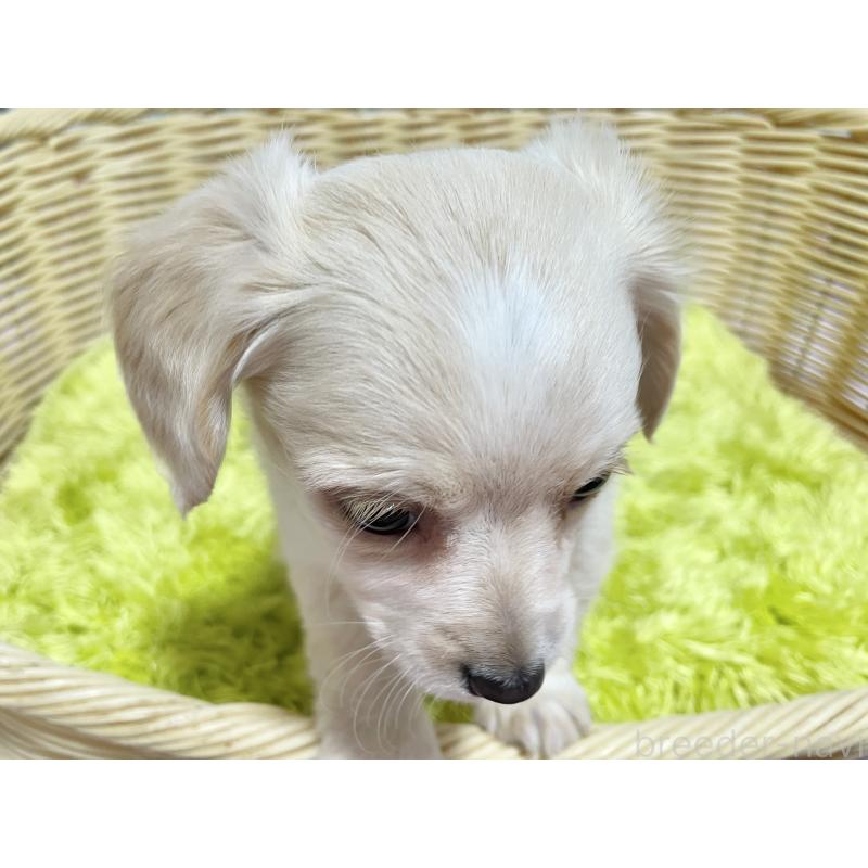 成約済の秋田県のチワックス:チワワ×ミニチュアダックスフンド-435093の8枚目