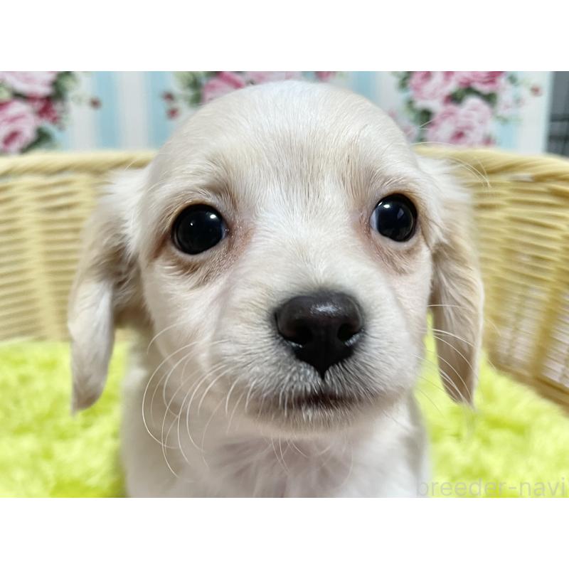 販売中の秋田県のチワックス:チワワ×ミニチュアダックスフンド-435093