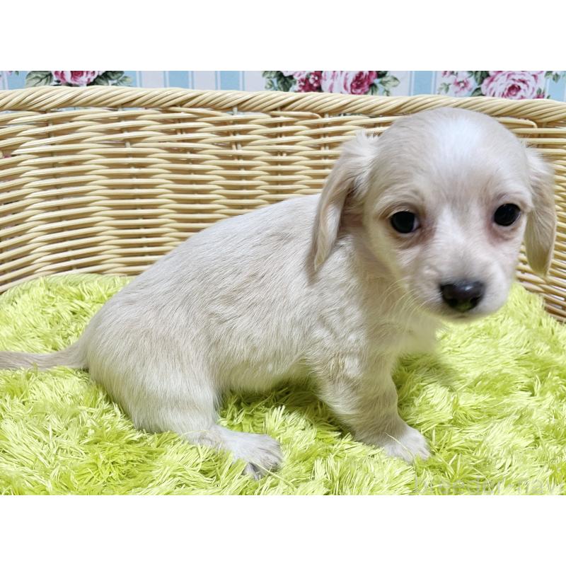 成約済の秋田県のチワックス:チワワ×ミニチュアダックスフンド-435093の7枚目