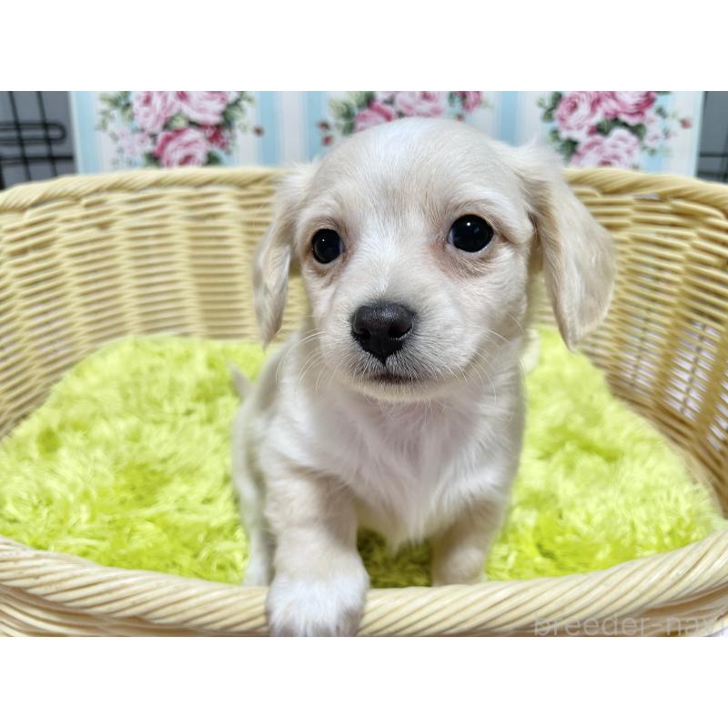 成約済の秋田県のチワックス:チワワ×ミニチュアダックスフンド-435093の6枚目