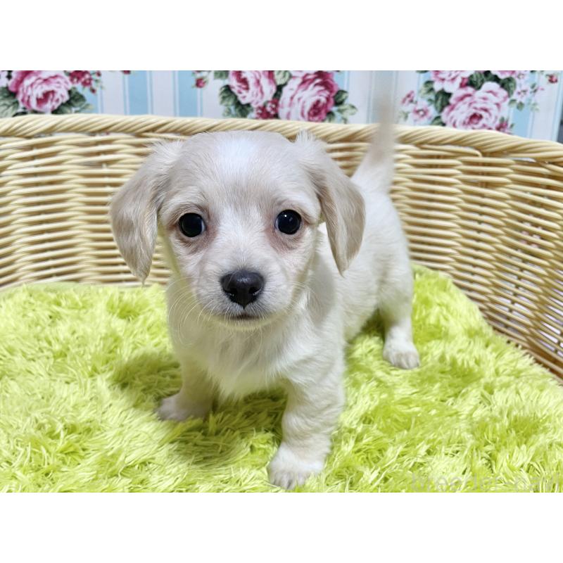 成約済の秋田県のチワックス:チワワ×ミニチュアダックスフンド-435093の2枚目