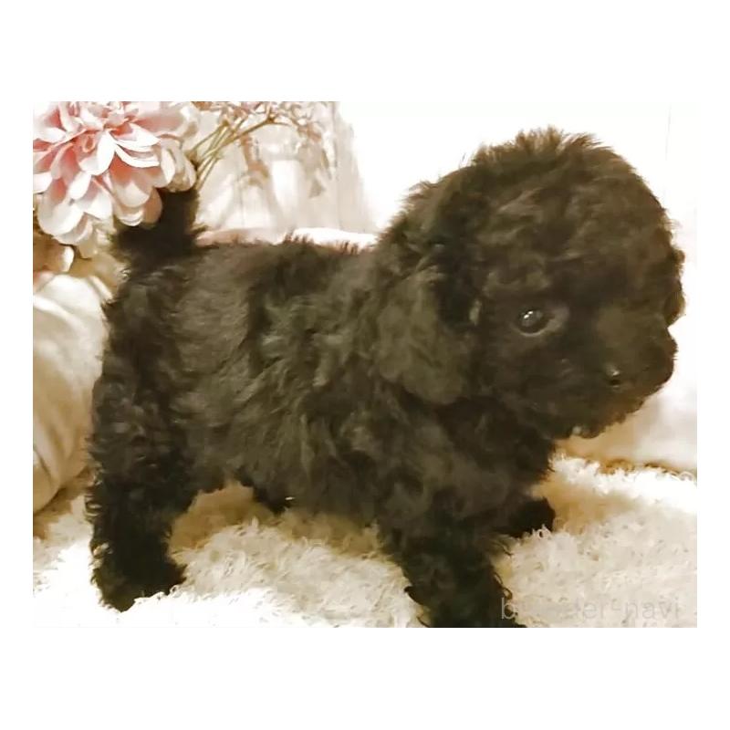 販売中の愛知県のティーカッププードル-437727の10枚目